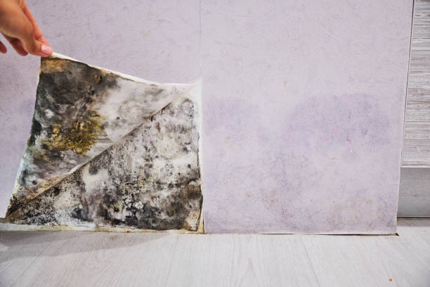 Best Attic Mold Removal  in Nags Head, NC